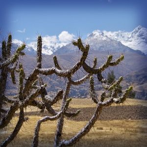 CACTO PERU