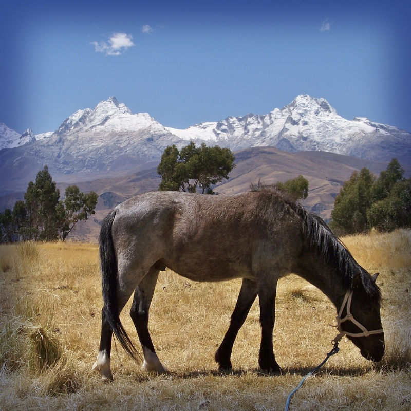 CAVALO ANDES