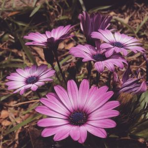 PETALAS DE UM JARDIM