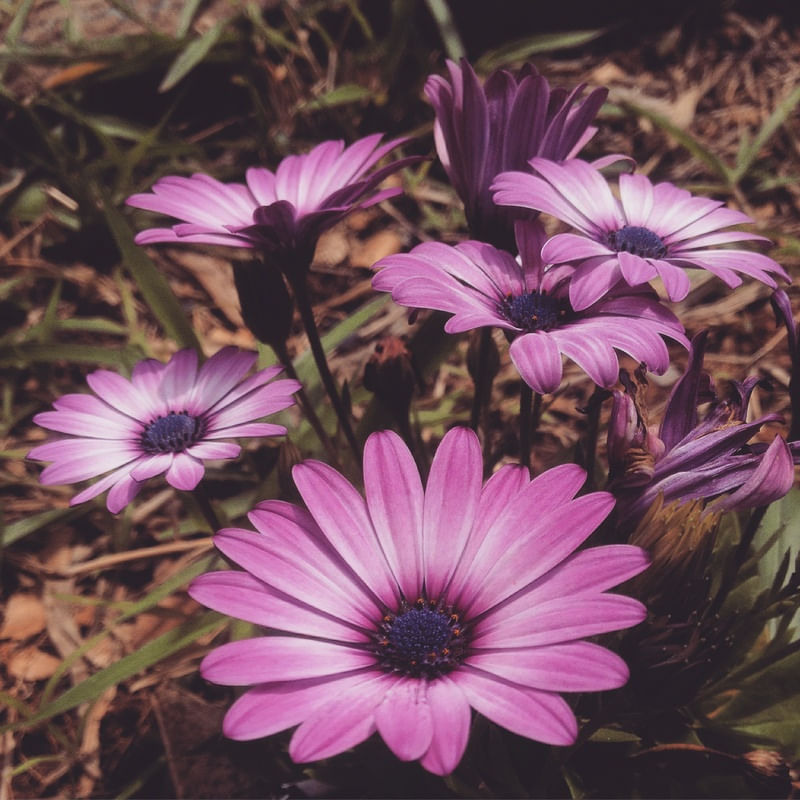 PETALAS DE UM JARDIM