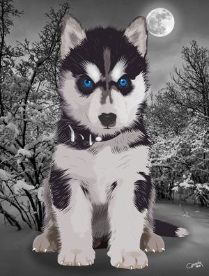 HUSKY SIBERIANO