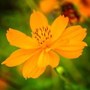 FLOR 3