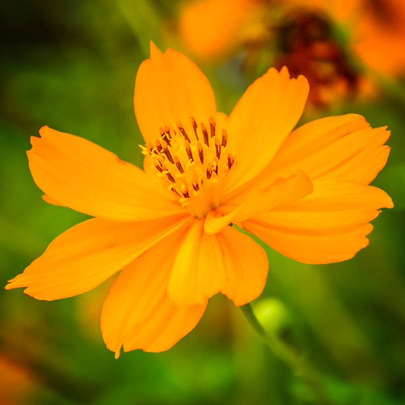FLOR 3
