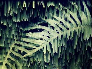 FERNS GLITCHES