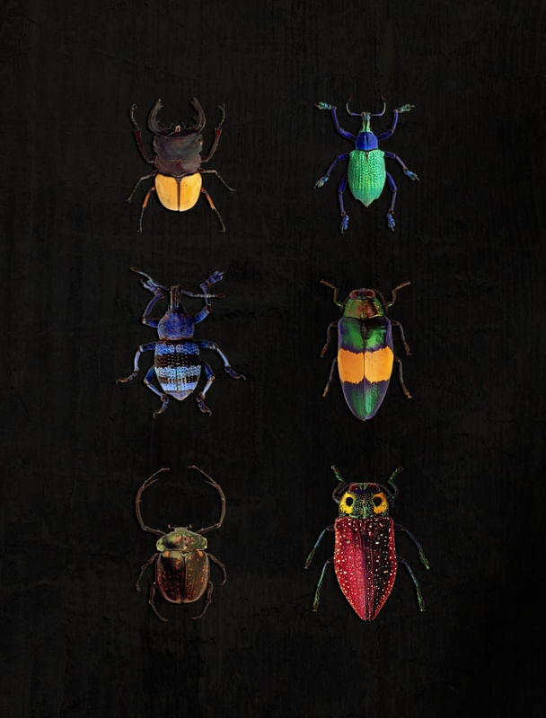 BUG?S LIFE