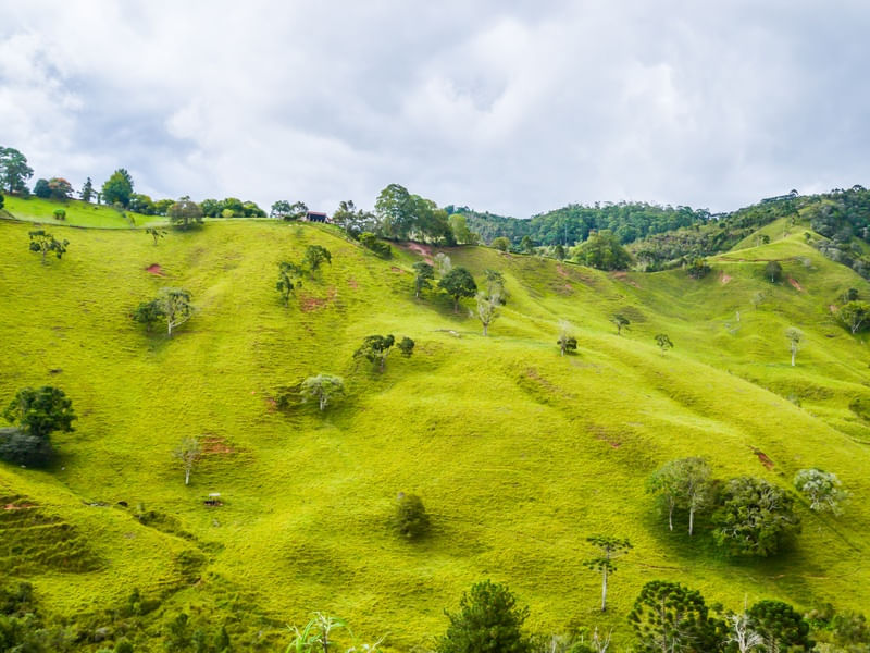 VERDE MONTANHA