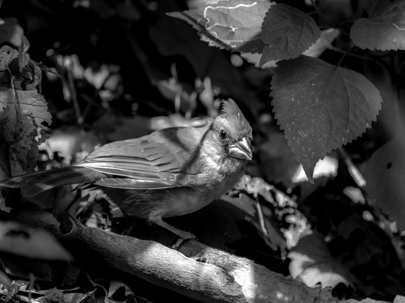 ANIMAIS AVES BW II