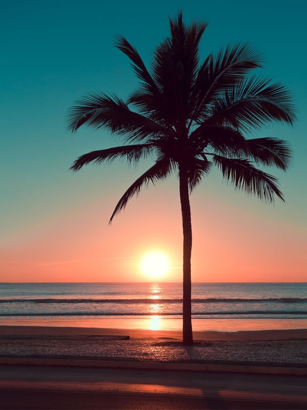 DARKEN PALM
