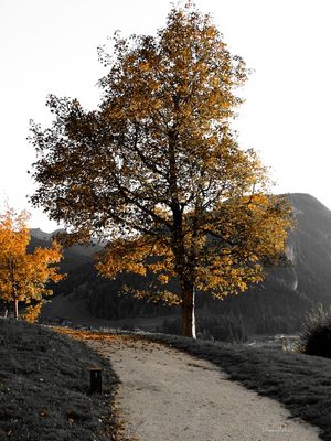 COLOR SPOT I