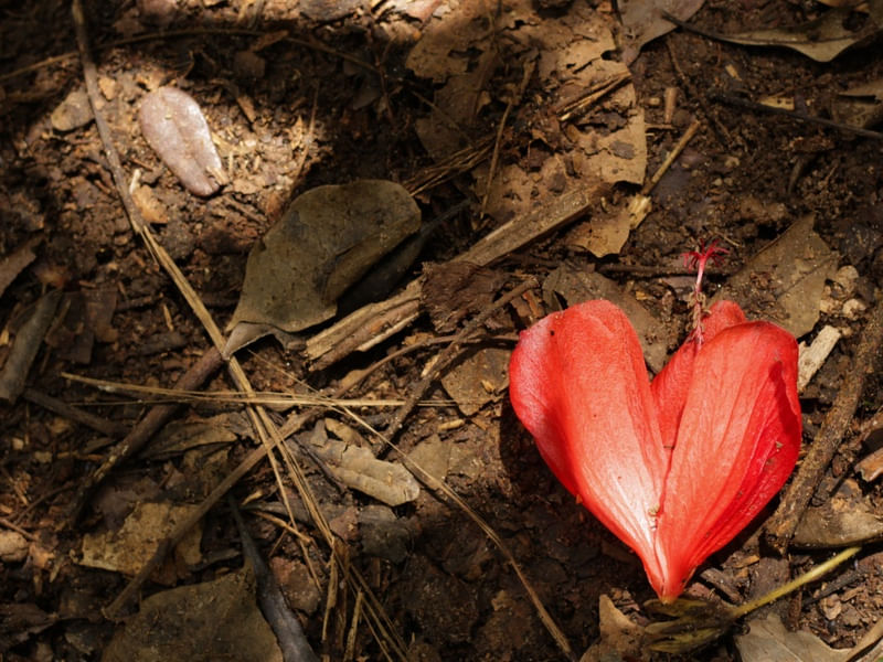 AMOR ABANDONADO