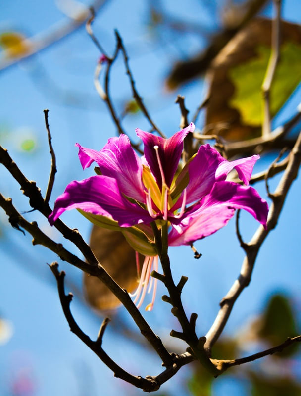 SPRING V