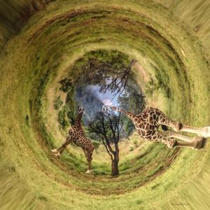 GIRAFAS MALUKAS