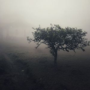 ARVORE NA NEBLINA