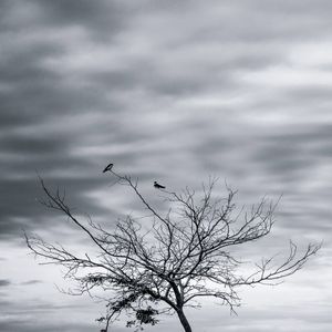 PÁSSAROS NOS GALHOS- QUADRADA