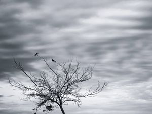 PÁSSAROS NOS GALHOS- PAISAGEM