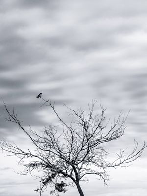 PÁSSARO SOLITÁRIO - RETRATO