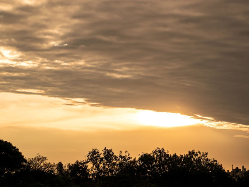 ÁRVORES AO ENTARDECER