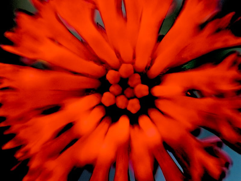 FLOR DE FOGO 00