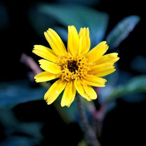 GRANDE FLOR AMARELA 00