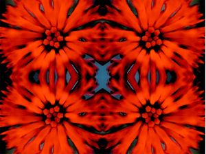 FLOR DE FOGO 01