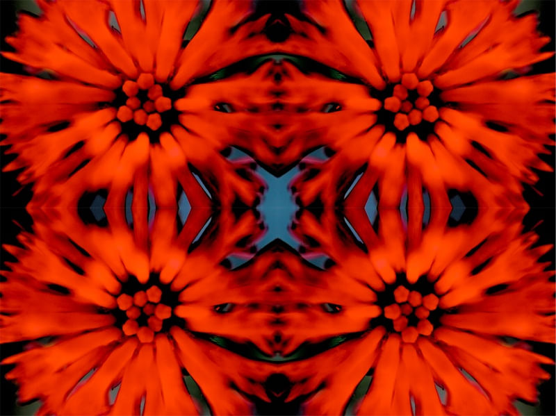 FLOR DE FOGO 01