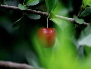 ACEROLA I