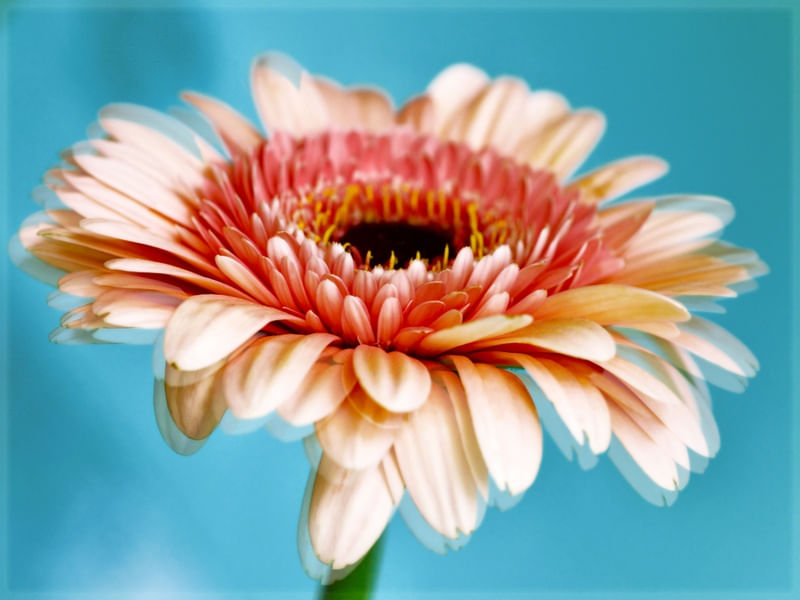 FLOR GÉRBERA EM FUNDO AZUL
