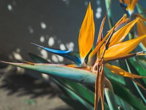 FLOR BEIJA FLOR