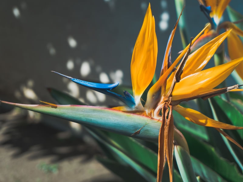 FLOR BEIJA FLOR
