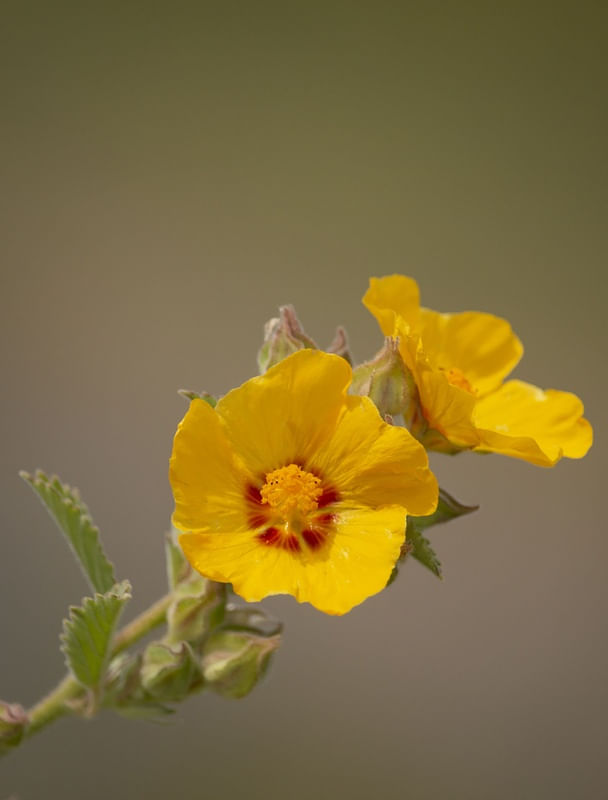 FLORES SILVESTRES 2