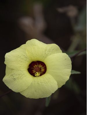 FLOR SILVESTRE