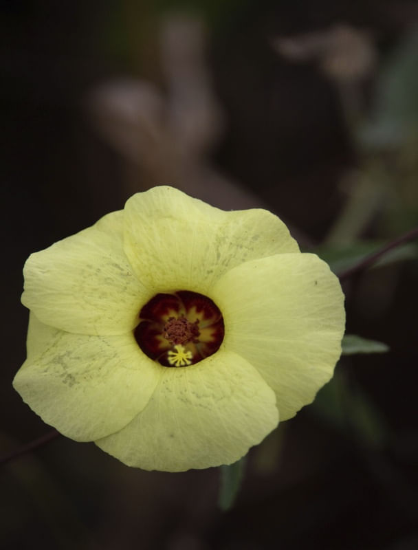 FLOR SILVESTRE
