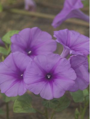 FLORES SILVESTRES 3