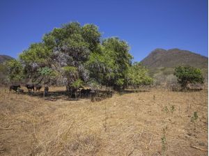 NA SOMBRA DA OITICICA