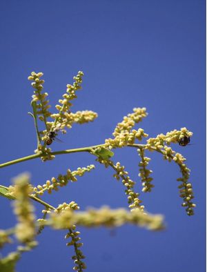 FLORES DE OITICICA