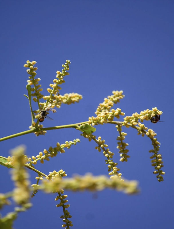 FLORES DE OITICICA