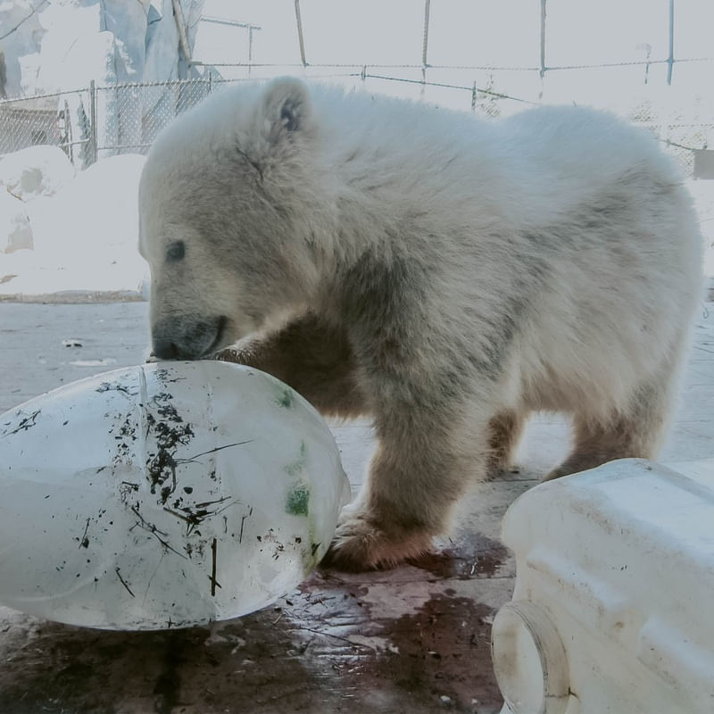 URSO NO ZOO