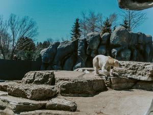URSO NO ZOO DE TORONTO
