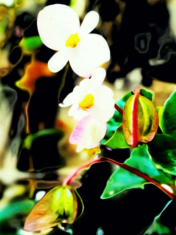 MY GARDEN