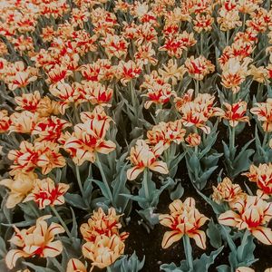 FLORES AMARELAS EM OTTAWA