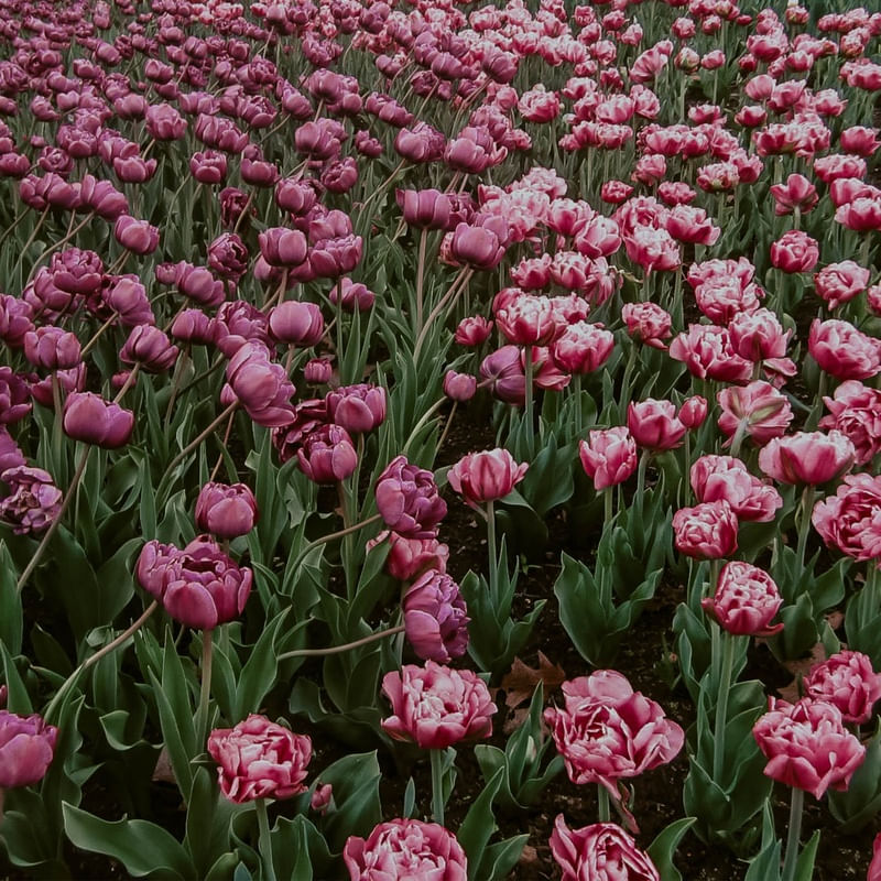 FLORES LINDAS DE OTTAWA