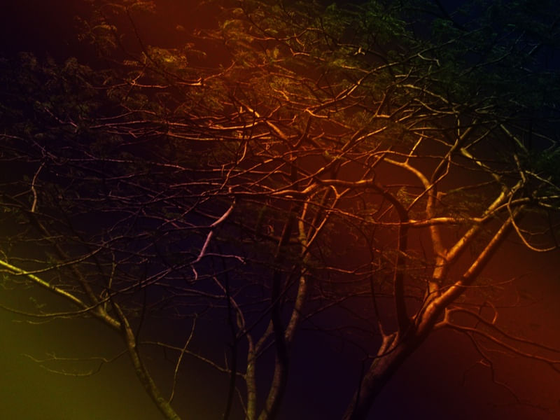 A ÁRVORE - PS EX8