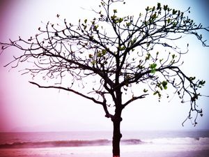 ÁRVORE - PONTA DA PRAIA - SANTOS/SP PS EX15