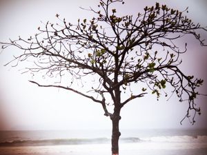 ÁRVORE - PONTA DA PRAIA - SANTOS/SP PS EX16