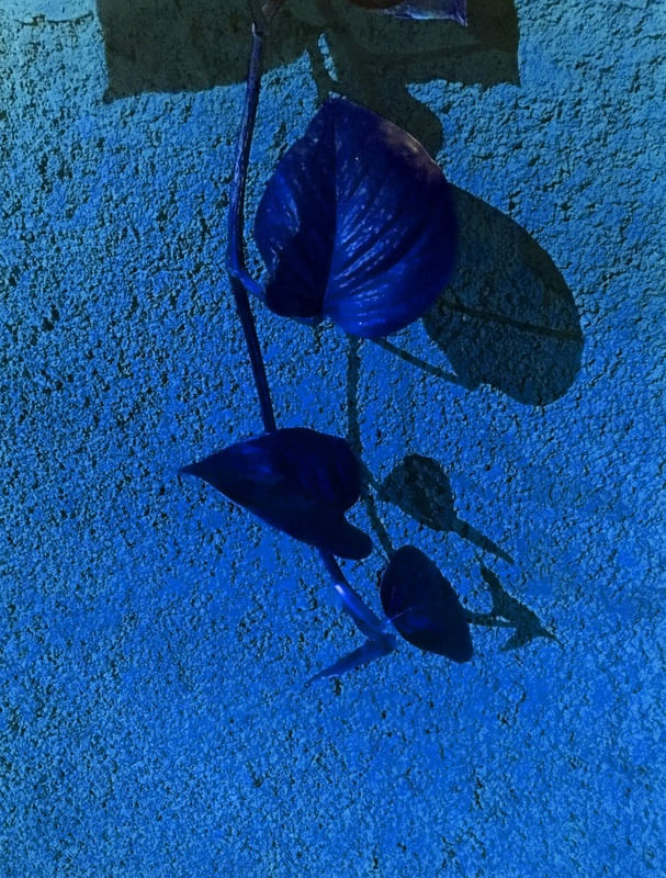 JIBÓIA AZUL