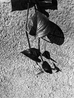 JIBÓIA B&W