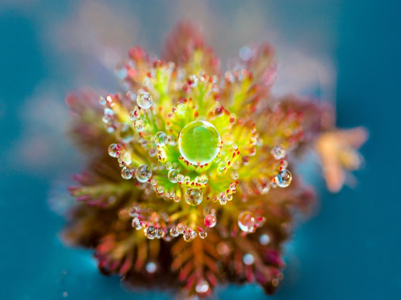 QUEEN OF THE MORNING DEW