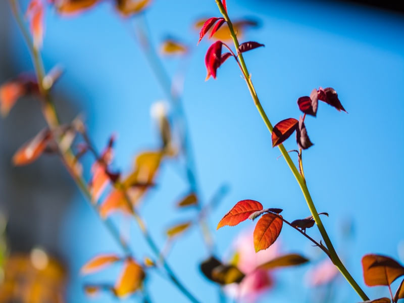 AUTUMN COLORS (1)