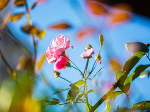AUTUMN COLORS (2)