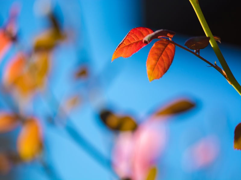 AUTUMN COLORS (4)
